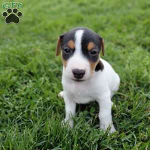 Max, Jack Russell Terrier Puppy