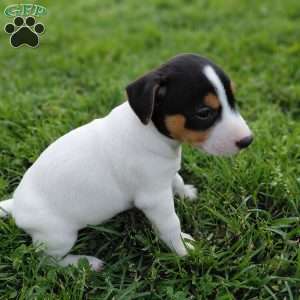 Max, Jack Russell Terrier Puppy