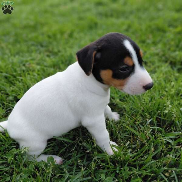 Max, Jack Russell Terrier Puppy