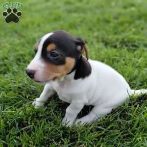 Max, Jack Russell Terrier Puppy