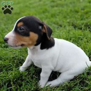 Max, Jack Russell Terrier Puppy