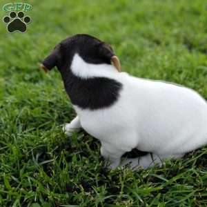 Max, Jack Russell Terrier Puppy
