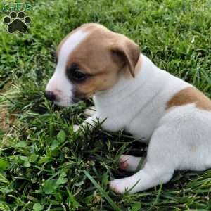 Alec, Jack Russell Terrier Puppy