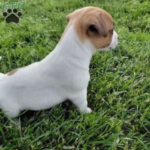 Alec, Jack Russell Terrier Puppy