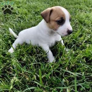 Alec, Jack Russell Terrier Puppy
