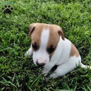 Alec, Jack Russell Terrier Puppy