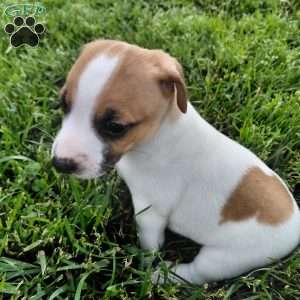 Alec, Jack Russell Terrier Puppy