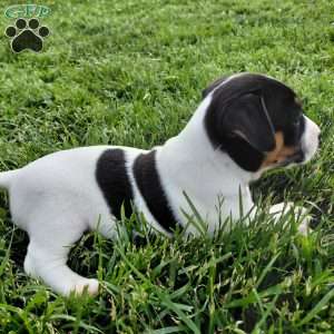 Blake, Jack Russell Terrier Puppy
