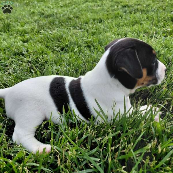 Blake, Jack Russell Terrier Puppy