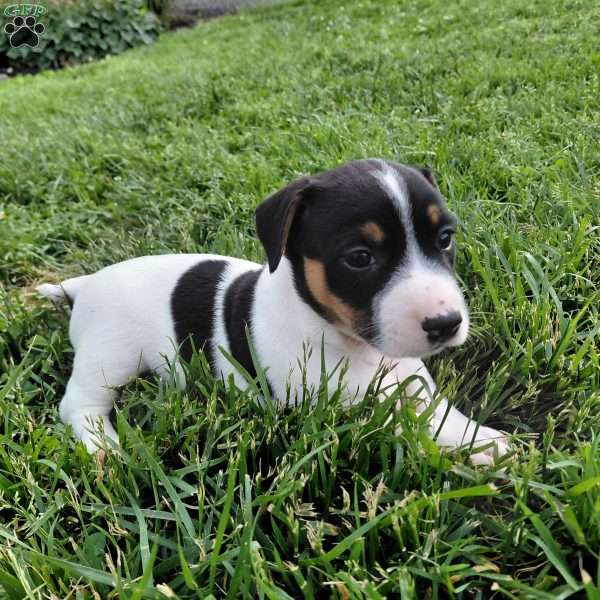 Blake, Jack Russell Terrier Puppy