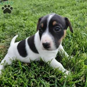 Blake, Jack Russell Terrier Puppy