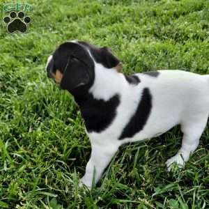 Blake, Jack Russell Terrier Puppy