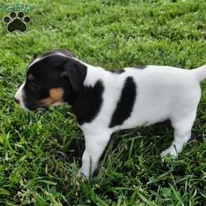 Blake, Jack Russell Terrier Puppy