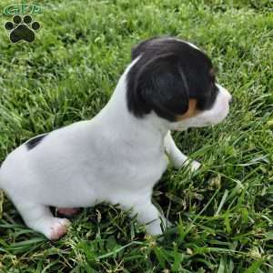 Buttercup, Jack Russell Terrier Puppy