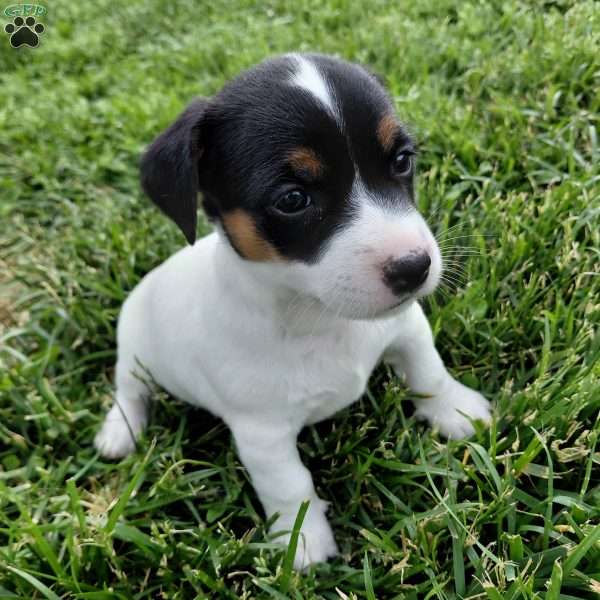 Buttercup, Jack Russell Terrier Puppy