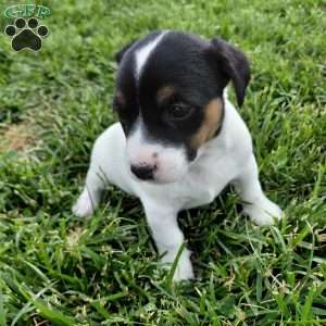 Buttercup, Jack Russell Terrier Puppy