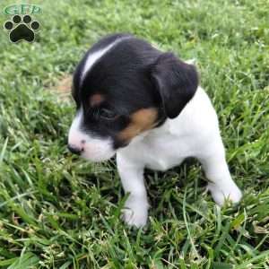 Buttercup, Jack Russell Terrier Puppy