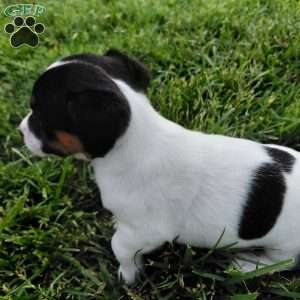 Buttercup, Jack Russell Terrier Puppy