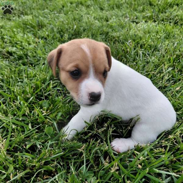 Andy, Jack Russell Terrier Puppy