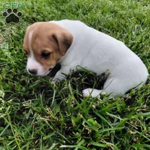 Andy, Jack Russell Terrier Puppy