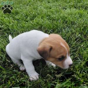 Andy, Jack Russell Terrier Puppy