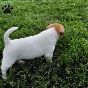 Andy, Jack Russell Terrier Puppy