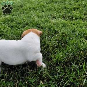 Andy, Jack Russell Terrier Puppy