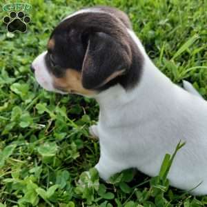 Blaze, Jack Russell Terrier Puppy