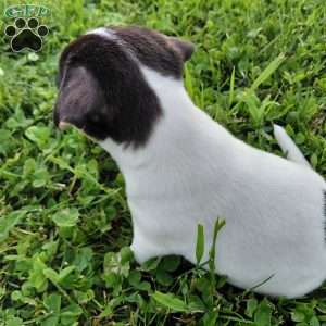 Blaze, Jack Russell Terrier Puppy