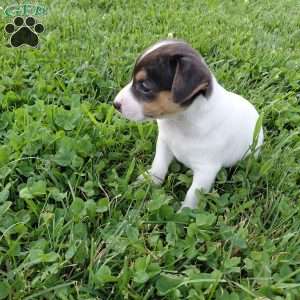 Blaze, Jack Russell Terrier Puppy