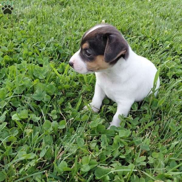 Blaze, Jack Russell Terrier Puppy