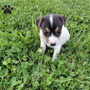 Blaze, Jack Russell Terrier Puppy