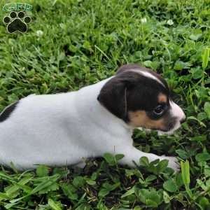 Blaze, Jack Russell Terrier Puppy