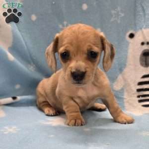 Fawn, Dachshund Puppy