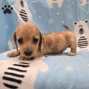 Fawn, Dachshund Puppy