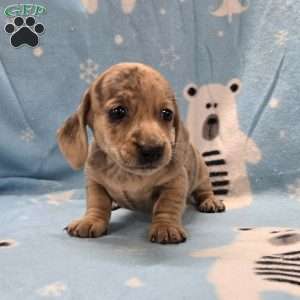 Flora, Dachshund Puppy