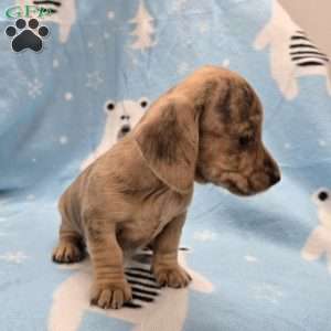Flora, Dachshund Puppy