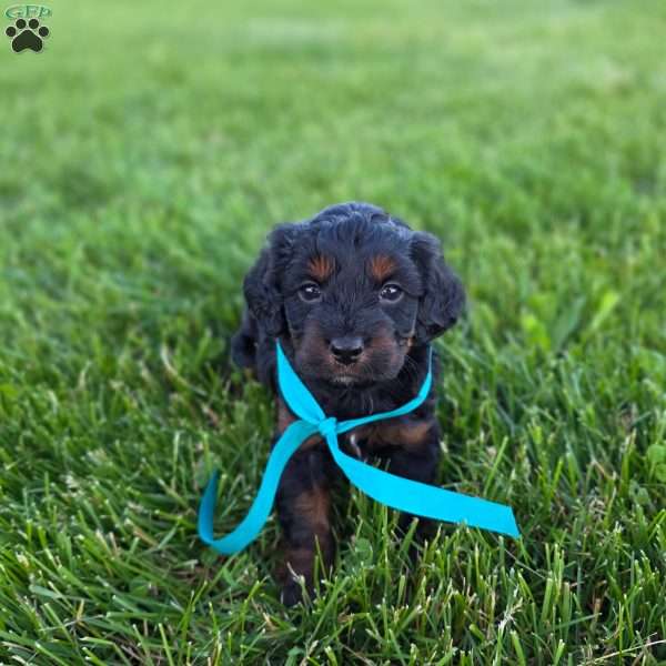 Roxy, Cavapoo Puppy