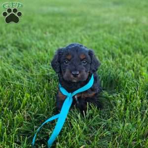 Roxy, Cavapoo Puppy