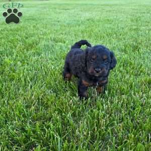Roxy, Cavapoo Puppy