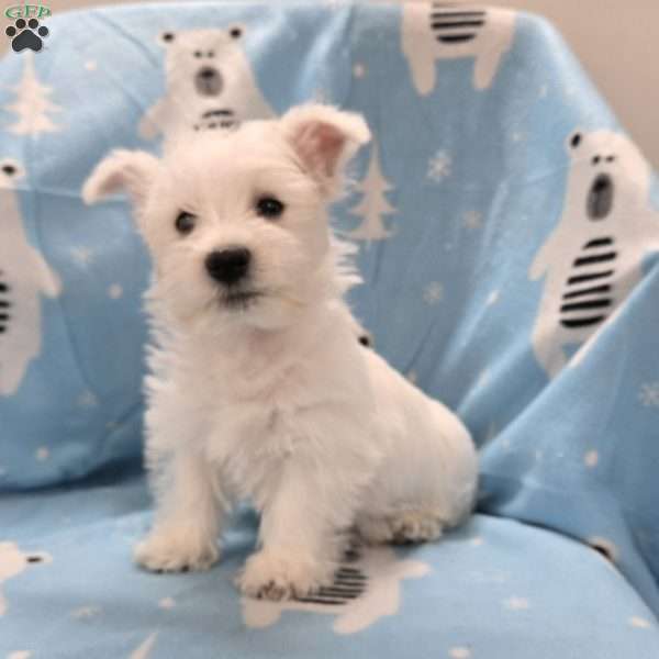 Lenny, West Highland Terrier Puppy