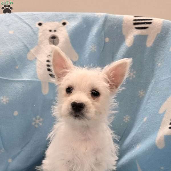 Lou, West Highland Terrier Puppy