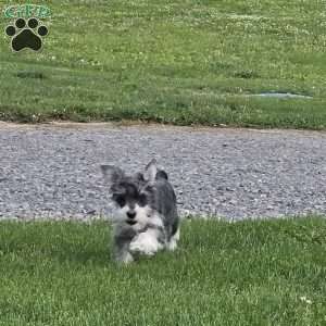 Tessie, Miniature Schnauzer Puppy
