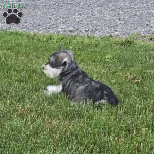 Tessie, Miniature Schnauzer Puppy