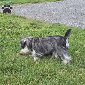 Tessie, Miniature Schnauzer Puppy