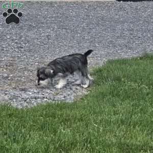 Tessie, Miniature Schnauzer Puppy