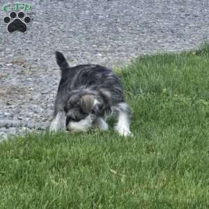 Tessie, Miniature Schnauzer Puppy