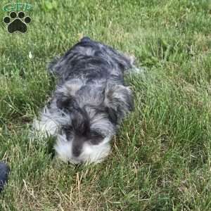 Tessie, Miniature Schnauzer Puppy