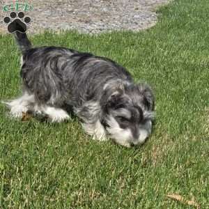 Tessie, Miniature Schnauzer Puppy