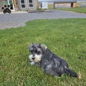Tessie, Miniature Schnauzer Puppy